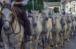 découverte des chevaux de Camargue